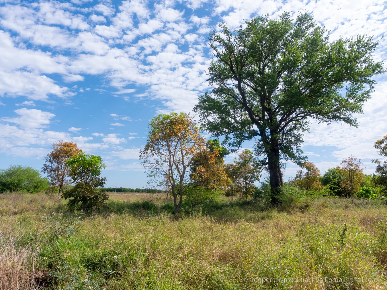 Lote en Osterwick - 5