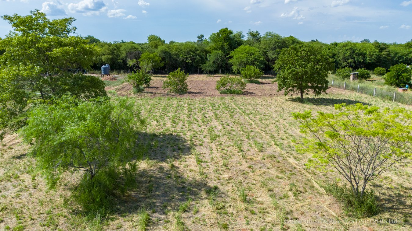 Lote en Loma Plata - 4