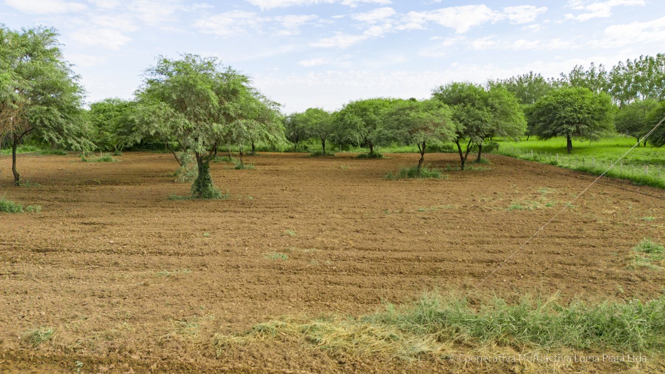 Lotes Comerciales en Bergfeld - 4