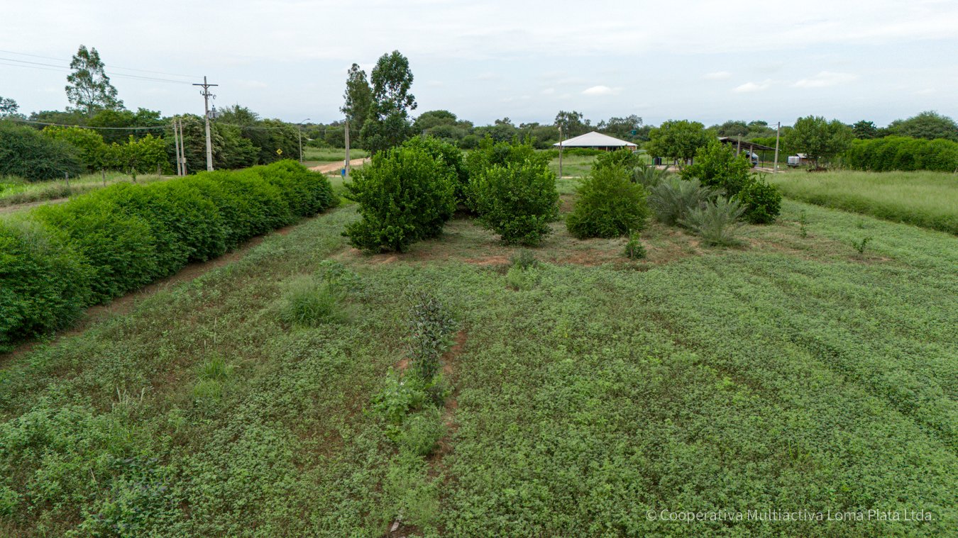 Terreno en Kleefeld - 3