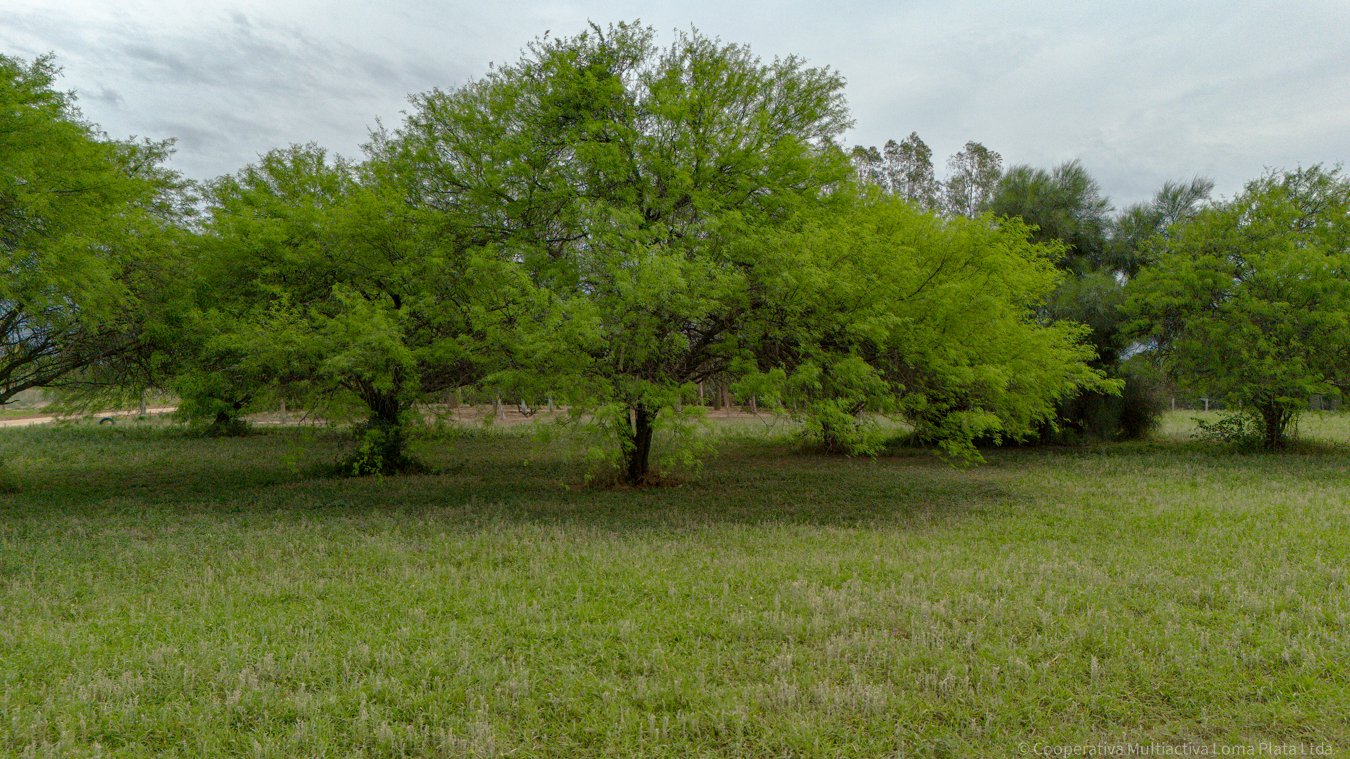 Lote en Loma Plata - 2