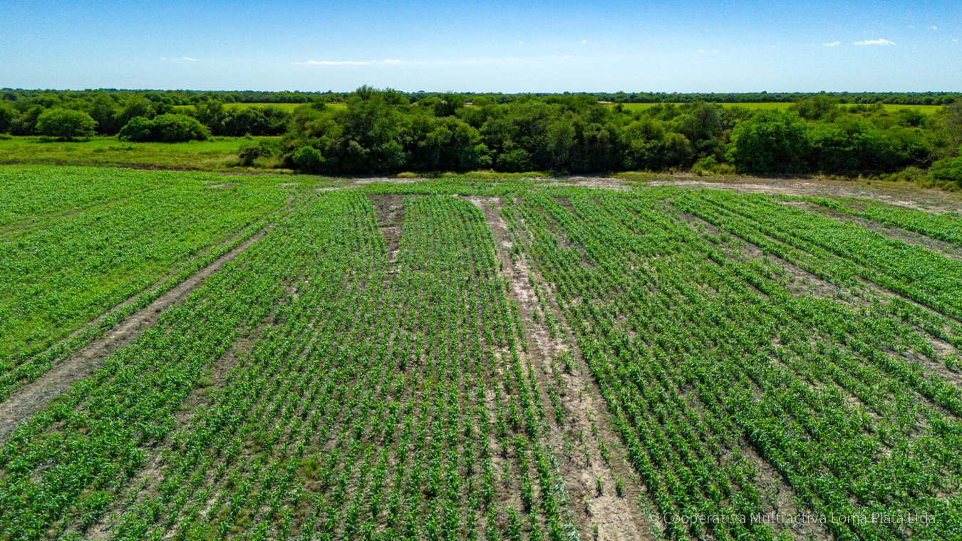 Terreno sobre la Ruta Bioceánica - 2
