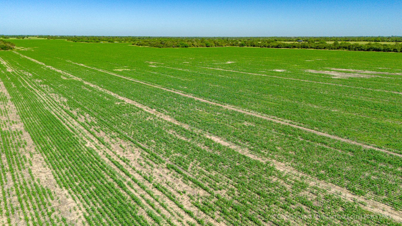 Terreno sobre la Ruta Bioceánica - 3