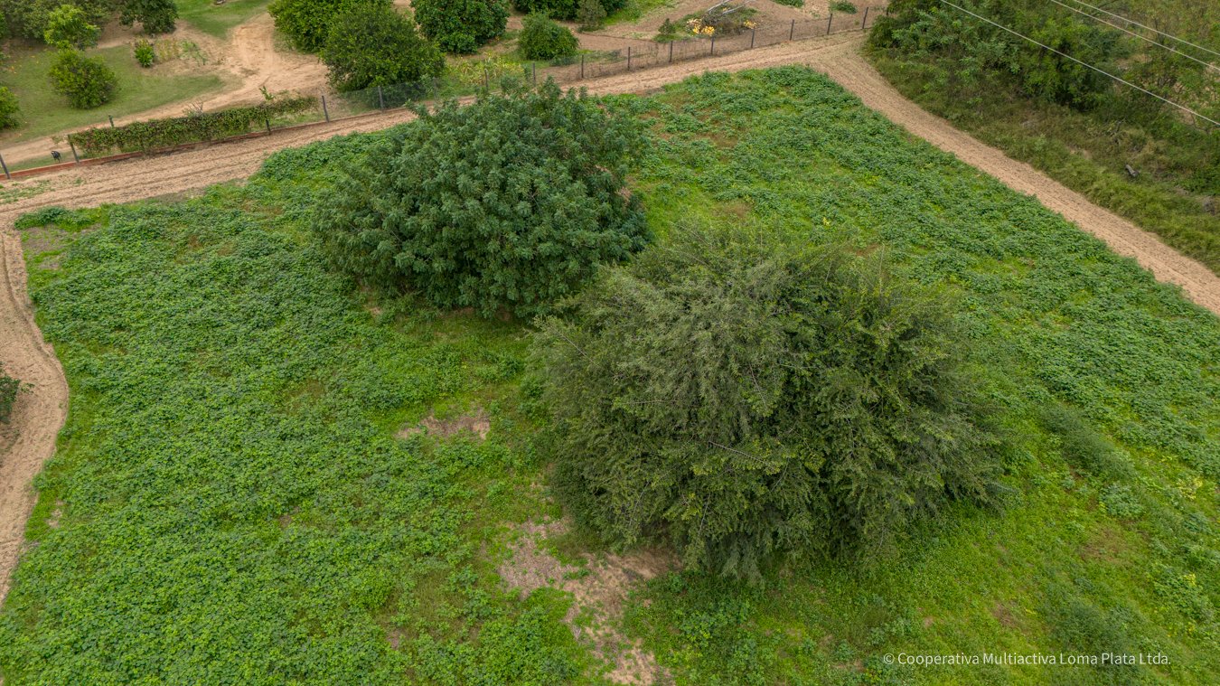 Lote en Kleefeld - 4